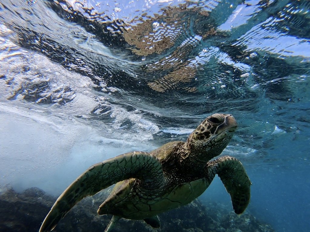 Read more on Swimming With the Turtles